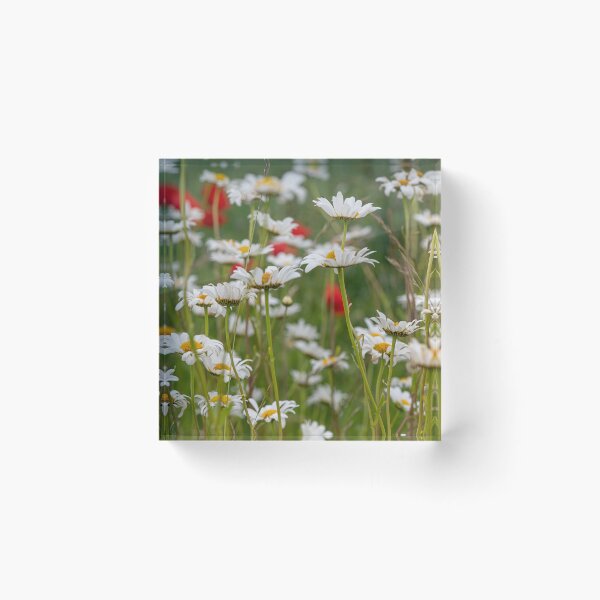 Item preview, Suffolk field edge with daisies and poppies designed and sold by ccullen222.