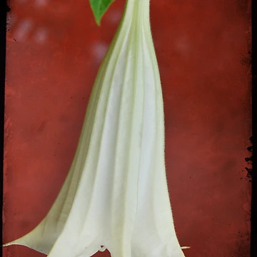 Artwork thumbnail, Bell by Rozalia Toth