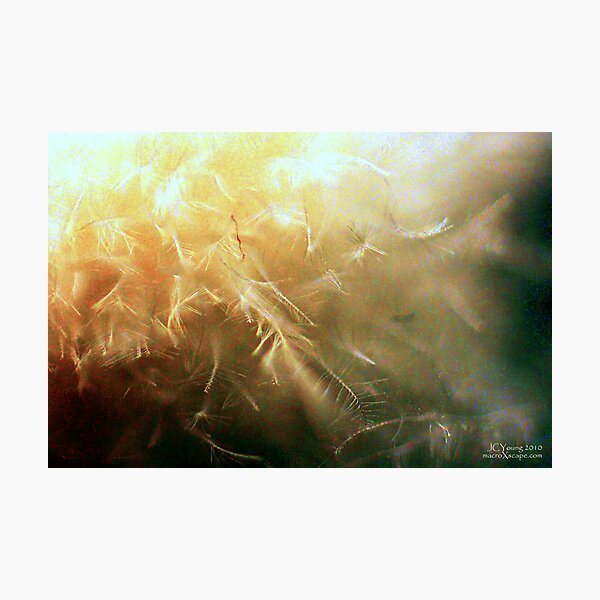 X'mas Firework Photographic Print
