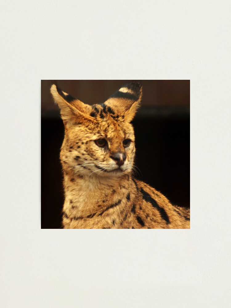 Alternate view of Untamed Beauty Photographic Print