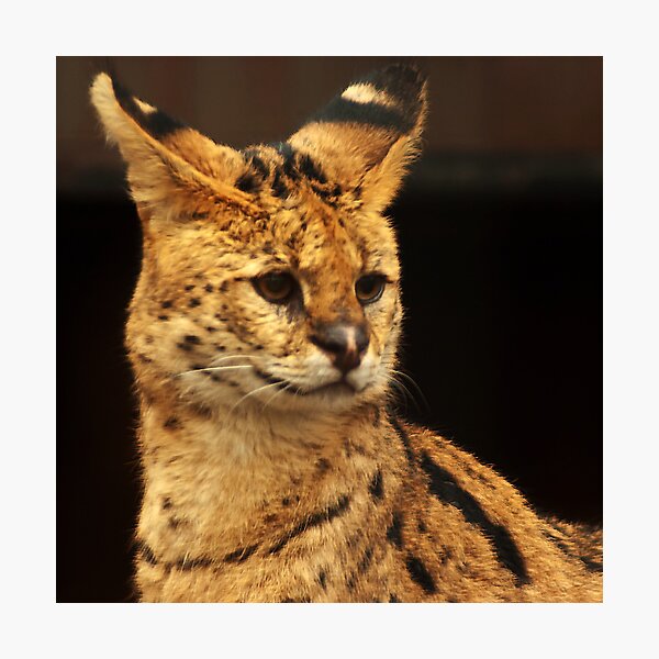 Untamed Beauty Photographic Print