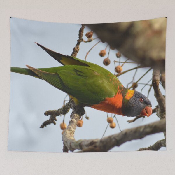 Item preview, Garden Visitor- Rainbow Lorikeet- New Zealand Birds designed and sold by lizdomett.