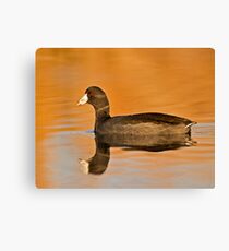 An American Coot Canvas Print
