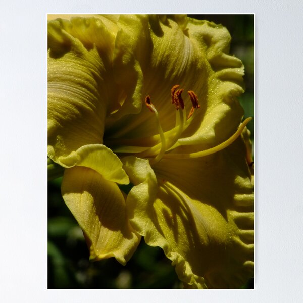 Item preview, Lemon Sherbert Day Lily! designed and sold by Gabrielle  Lees.