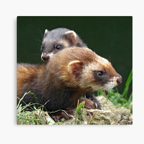 There's a polecat about Canvas Print