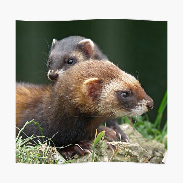 There's a polecat about Poster