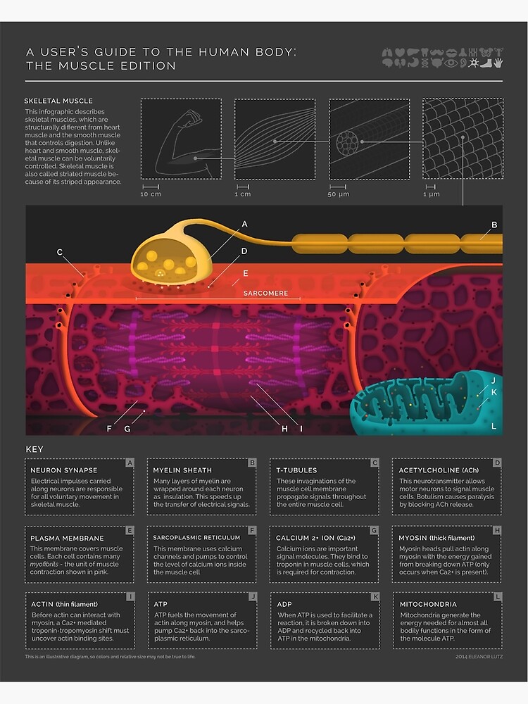 Thumbnail 3 of 3, Poster, Muscle Anatomy designed and sold by EleanorLutz.