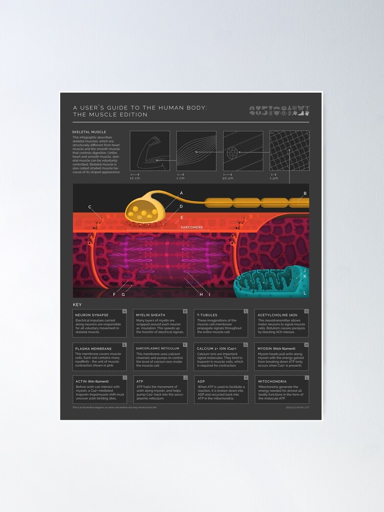 Thumbnail 2 of 3, Poster, Muscle Anatomy designed and sold by EleanorLutz.
