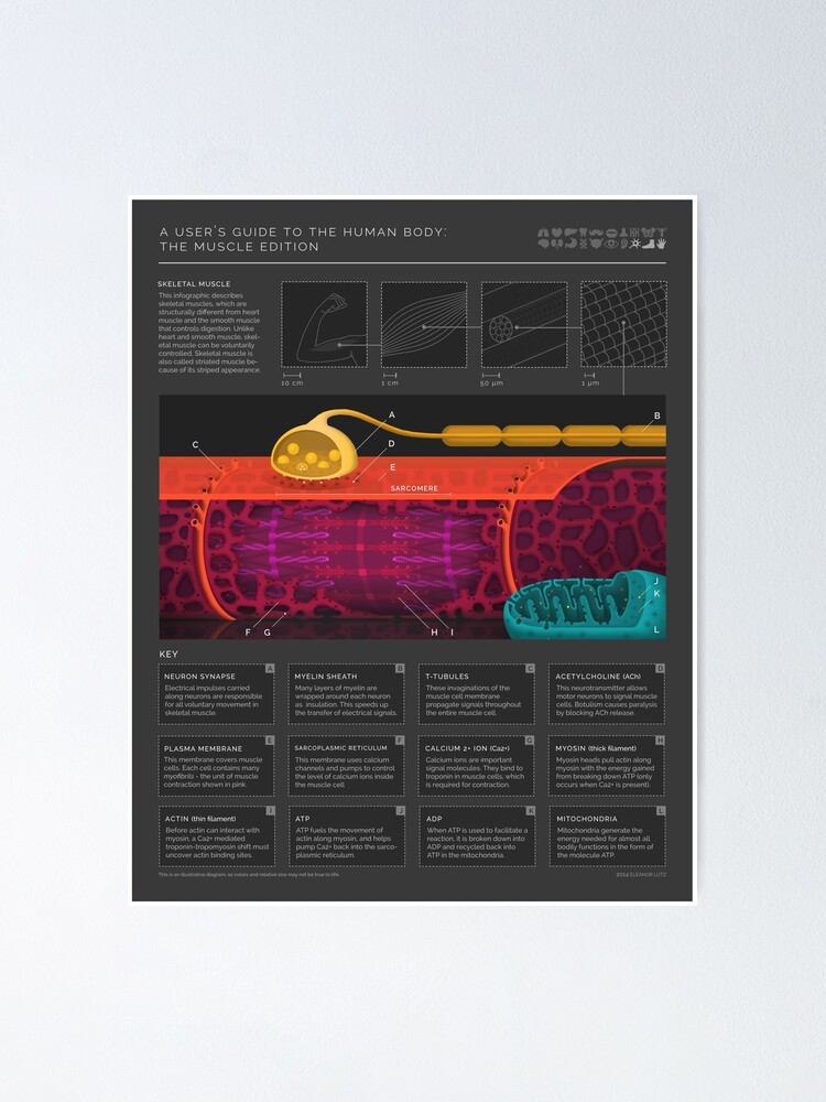 Thumbnail 1 of 3, Poster, Muscle Anatomy designed and sold by EleanorLutz.