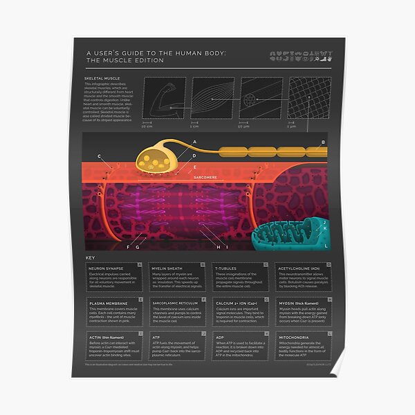Muscle Anatomy Poster