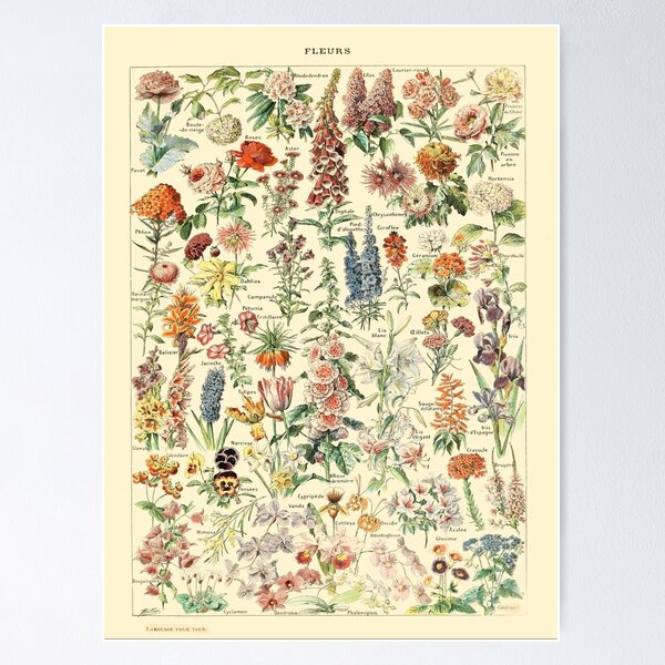 Larousse Vintage Botanical Wall Art Flower Poster\