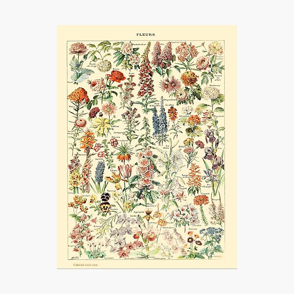 Item preview, Larousse Vintage Botanical Wall Art Flower Poster designed and sold by Sintija BILIKA.