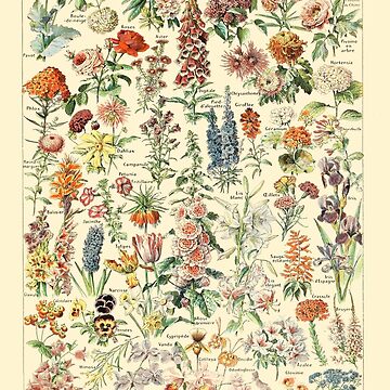 Larousse Vintage Botanical Wall Art Flower Poster
