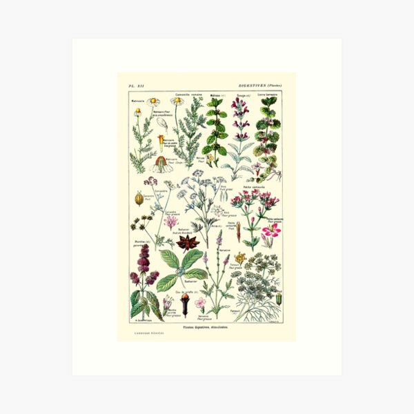 Vintage Digestive Plants Larousse Print Adolphe Millot Art Print