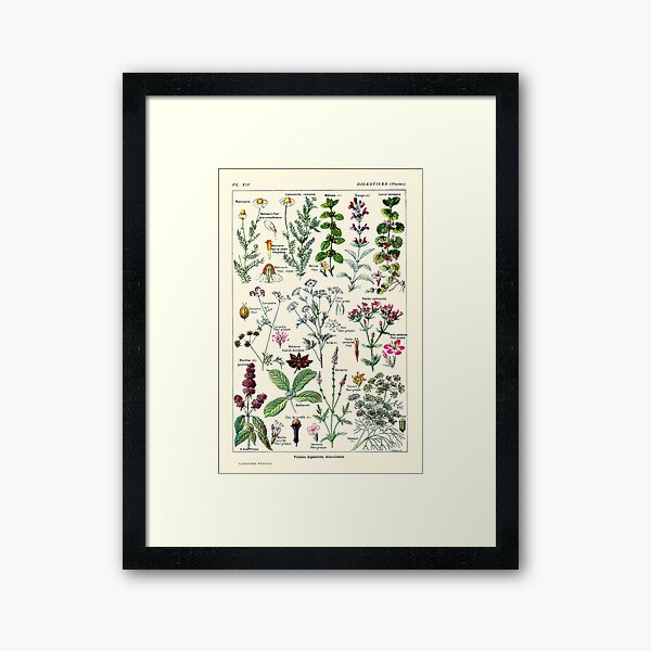Botanical Wall Art For Sale | Redbubble