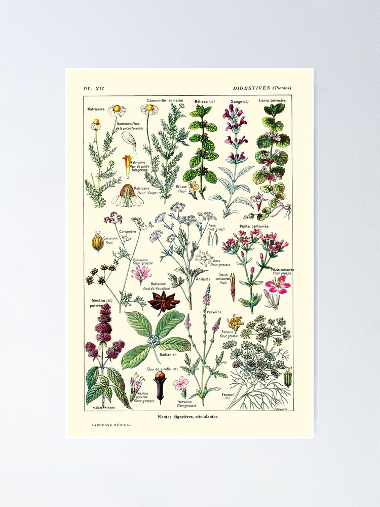 Vintage Digestive Plants Larousse Print Adolphe Poster for Sale by | Redbubble