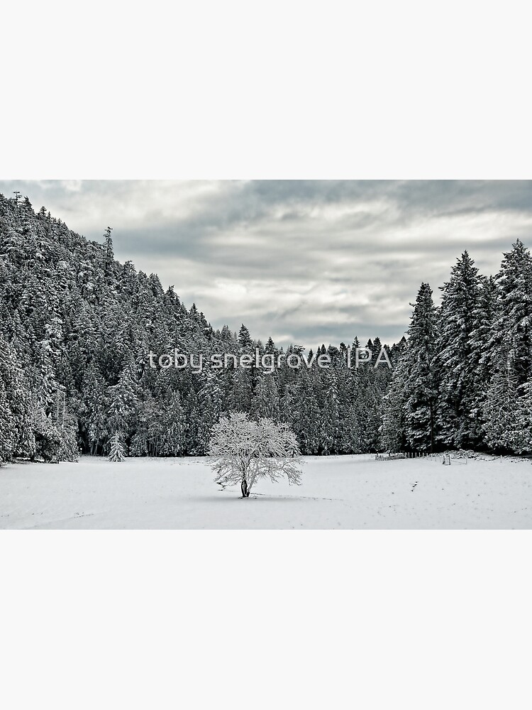 Lone Tree in the WInter by tobysnelgrove