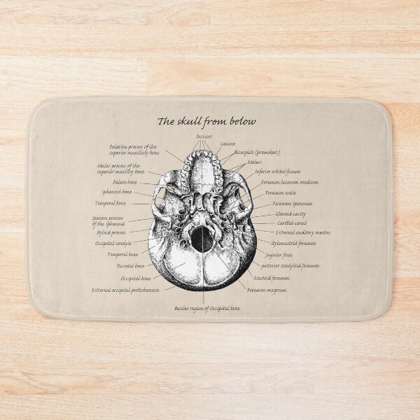 Item preview, The main bones of the human skull, viewed from below. designed and sold by Squirrox.