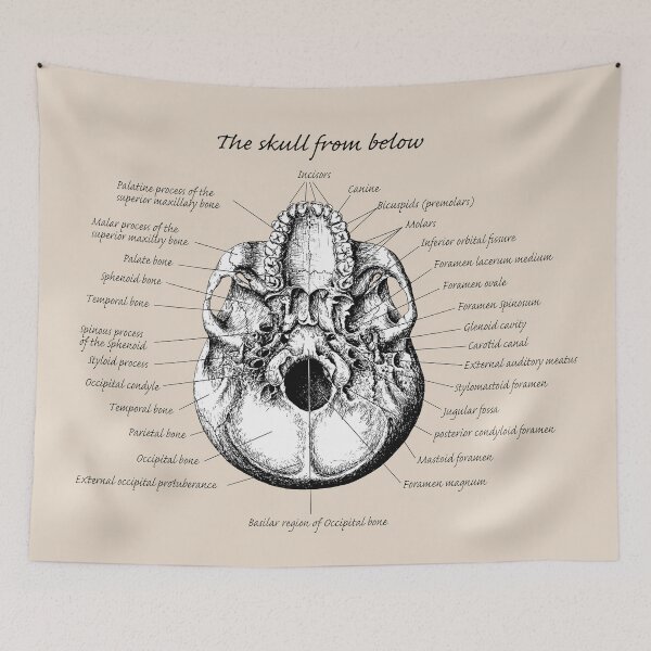 Item preview, The main bones of the human skull, viewed from below. designed and sold by Squirrox.