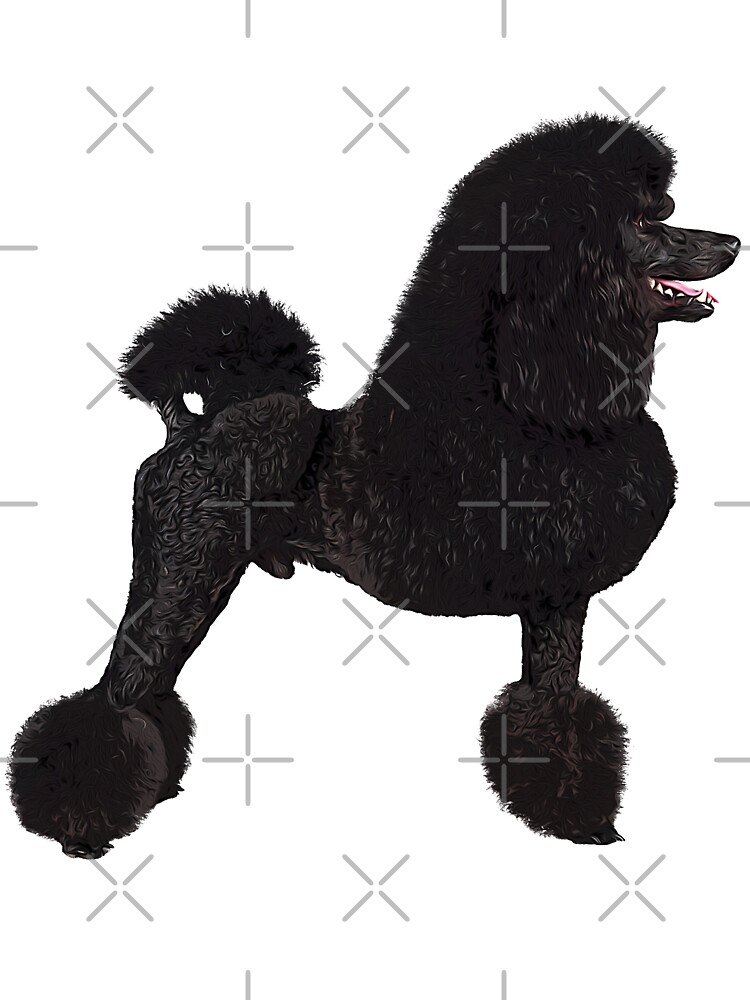 black standard poodle pictures