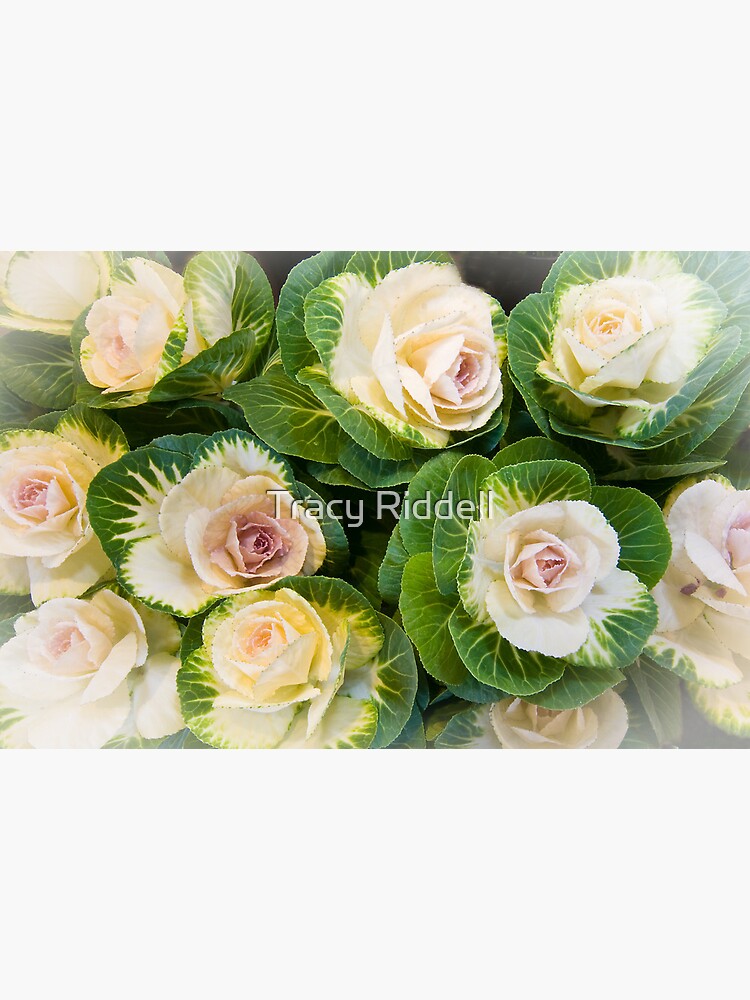 Flowering Kale Bouquet by taos