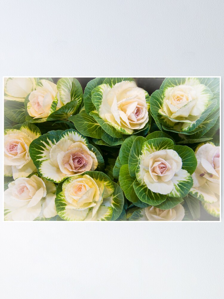 Alternate view of Flowering Kale Bouquet Poster