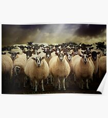 Sheepfest Poster