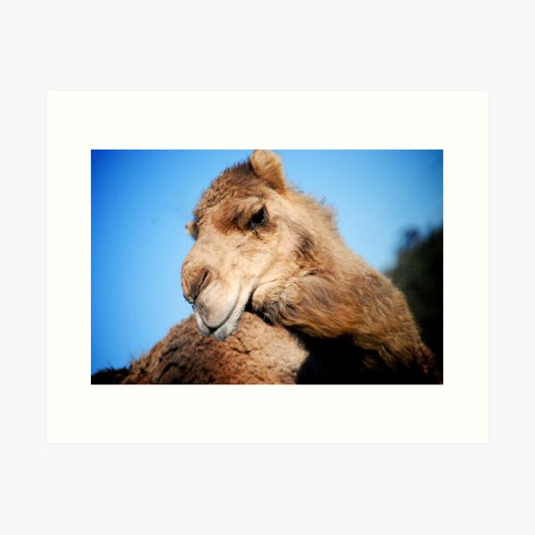 Item preview, Curious Camel designed and sold by Timmy Johnston.