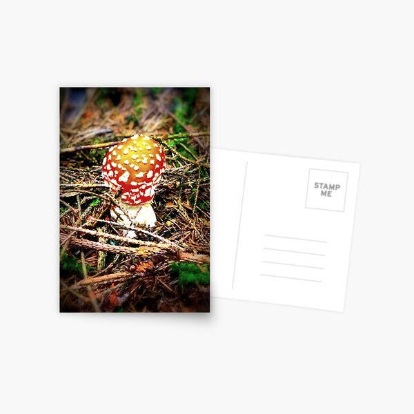Fliegenpilz Postkarte