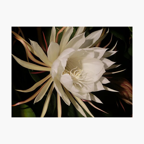 It's Summer and Punahou's Night Blooming Cereus are Blooming!