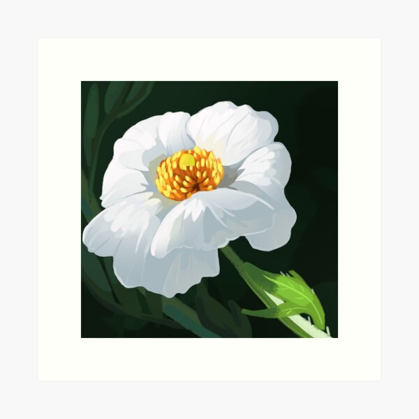 Matilija Poppy Art Print