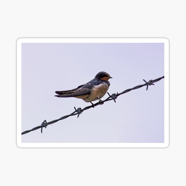 Swallow on a Wire Sticker