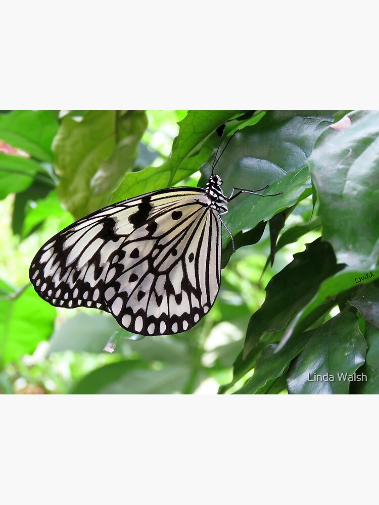 "Rice Paper Butterfly" Sticker for Sale by Covecritters Redbubble