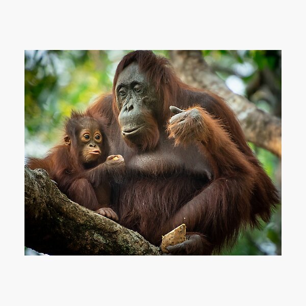 Item preview, Borneo Orangutans designed and sold by dommolendowska.