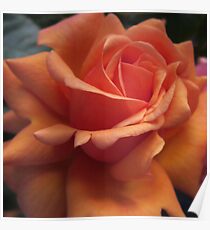 Orange Downton Abbey Rose Poster
