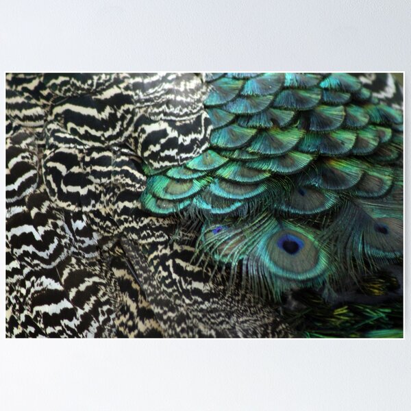 Aperçu de l'œuvre Plumes d'oiseaux de paon Plumage Texture 1 créée et vendue par Anna Lemos.