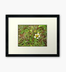 Lonely Framed Print