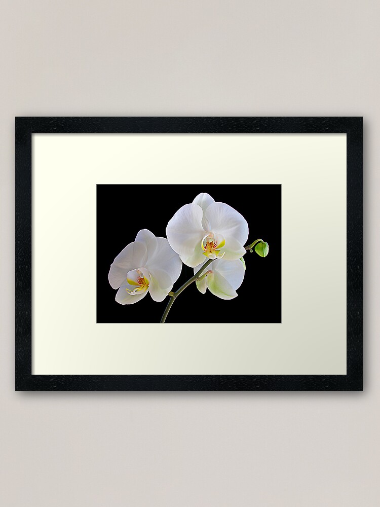 Alternate view of Orchid Dance Framed Art Print