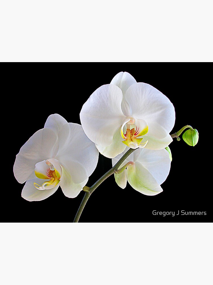 Orchid Dance by nikongreg