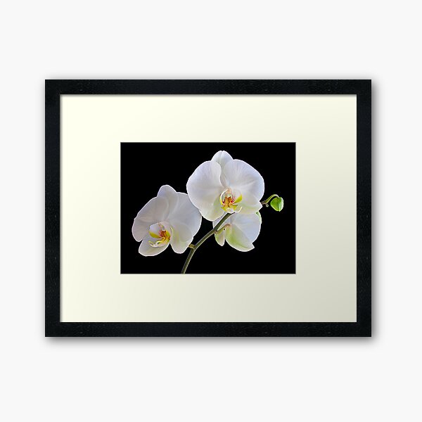 Orchid Dance Framed Art Print