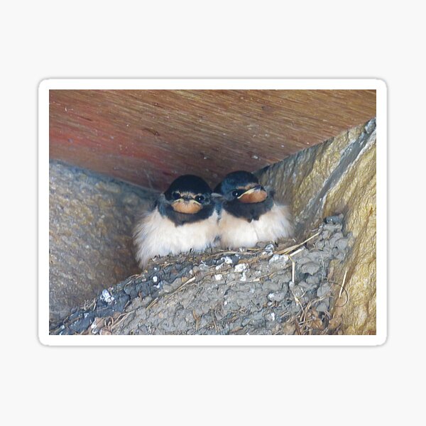 "Swallow babies in nest at Whitby Abbey" Sticker by Evekingartist