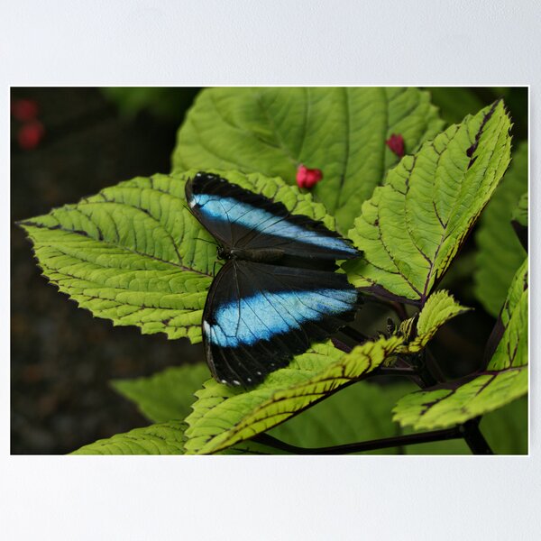 Item preview, Morpho Butterfly on Leaves designed and sold by Sandy Keeton.