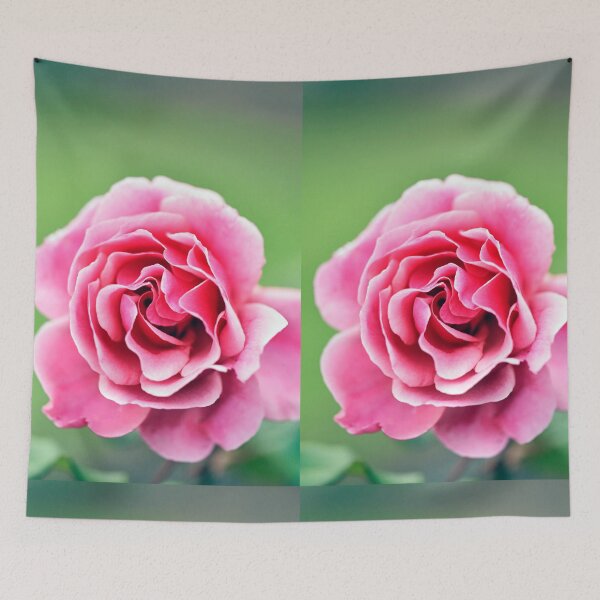 Item preview, Ripply,Two-Toned, Pink, 'Duet' Rose designed and sold by imaginethis.
