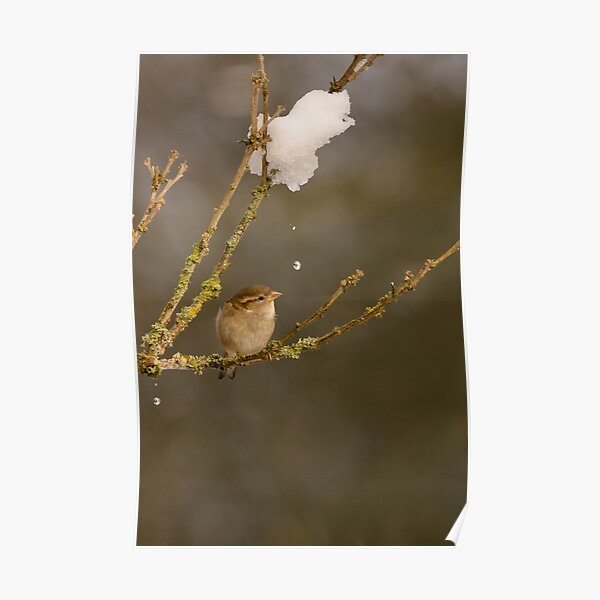 ENGLISH SPARROW Poster