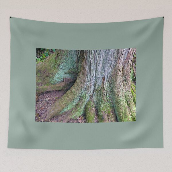 Item preview, MOSS AND ALGAE DECORATE A MAMOTH OLD GROWTH TREE designed and sold by Elaine Bawden.