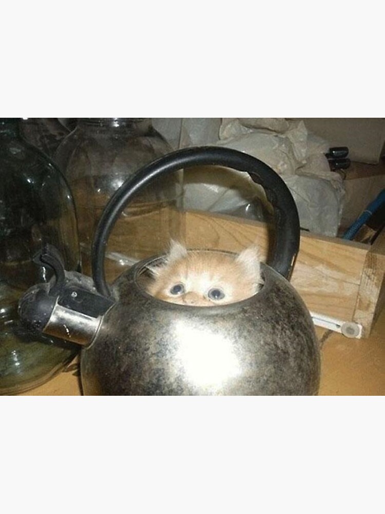 what album is cat in the kettle on what album is cat in the kettle on