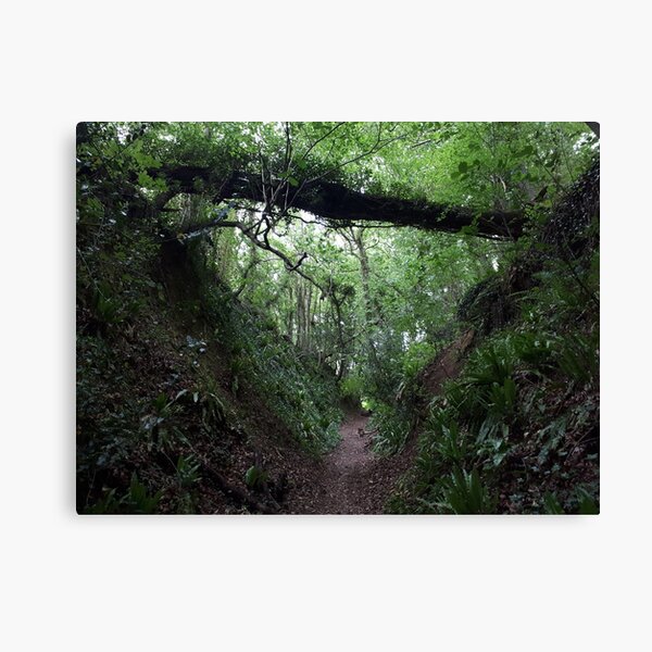 The Cotswold Way - Forest Path Canvas Print