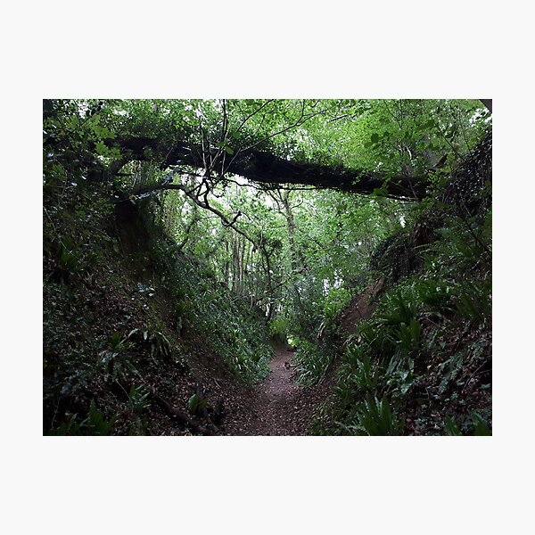 The Cotswold Way - Forest Path Photographic Print