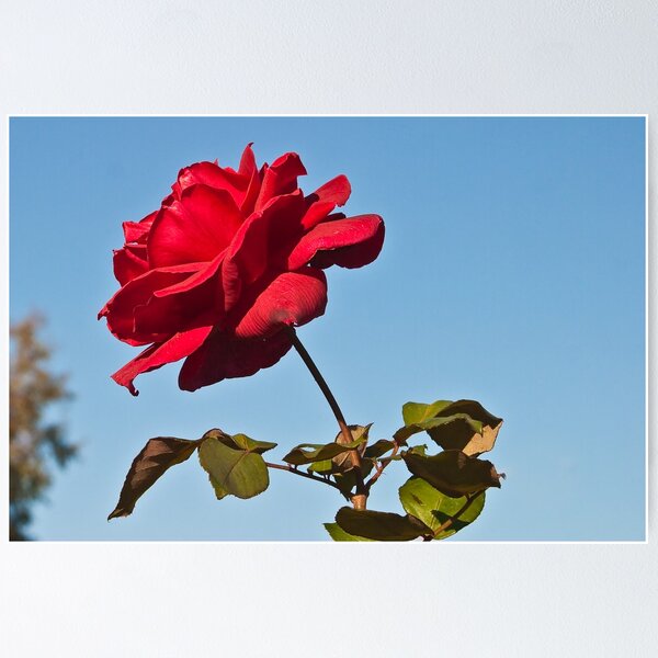 Item preview, Full Bloom Rose designed and sold by Henry Plumley.