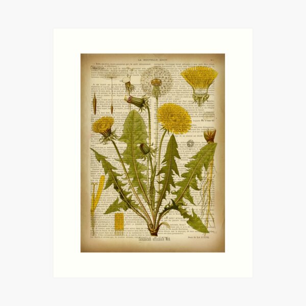 Botanical print, on old book page - dandelion flowers Art Print